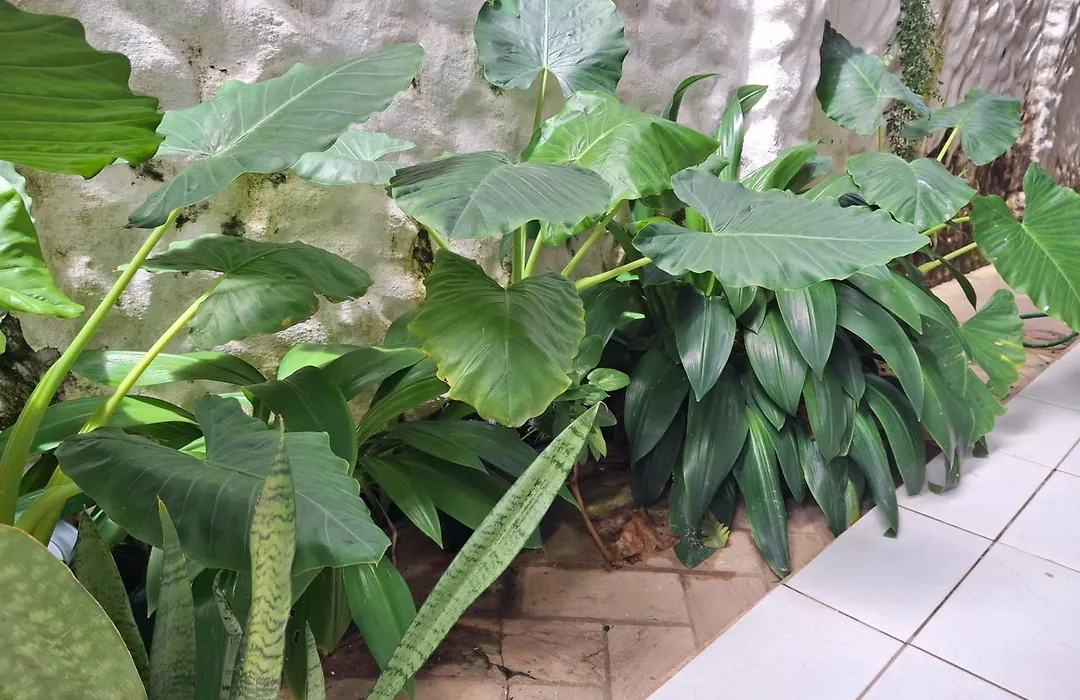 Pousada Toa Toa Em Pipa-1