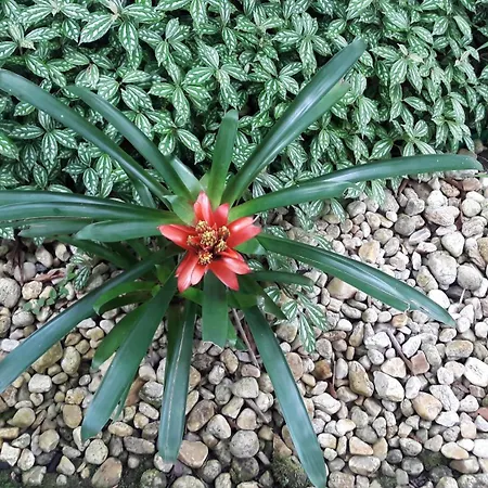 Quintal Da Mata-3