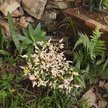 Pousada Linda Flor-2
