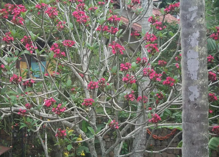 Portal Dos Borbas Hotel Ilha Grande
