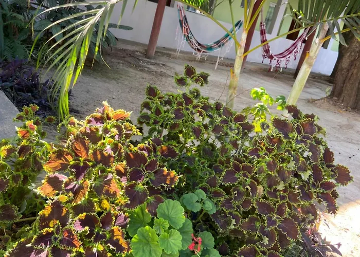 Pousada Tropical Aparecida 
